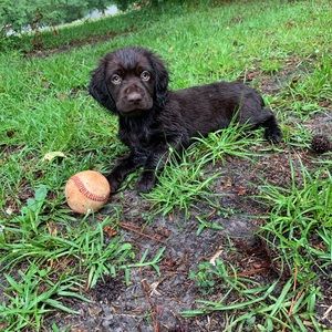 Meet your Posher, Cody